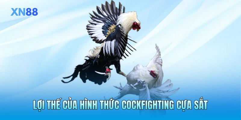 Lợi thế của hình thức cockfighting cựa sắt