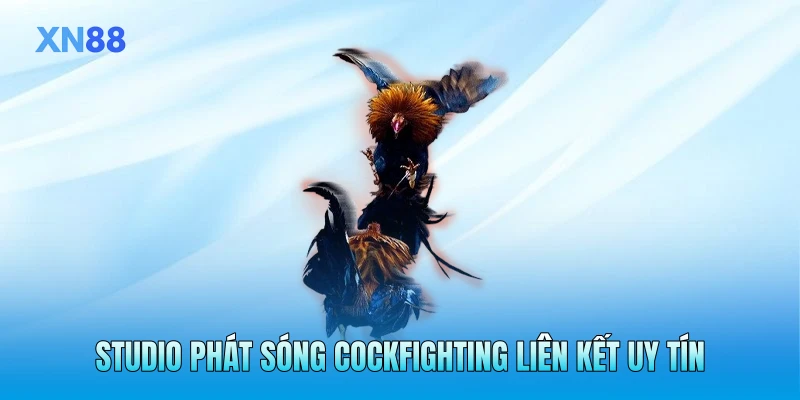 Studio phát sóng cockfighting liên kết uy tín